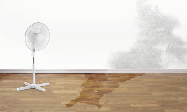 Best Flood damage cleanup  in Pine Bush, NY